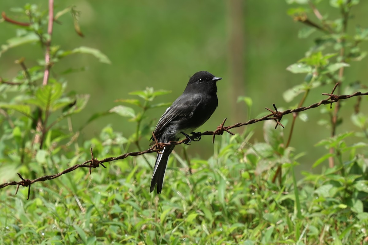 Black Phoebe - ML621884189