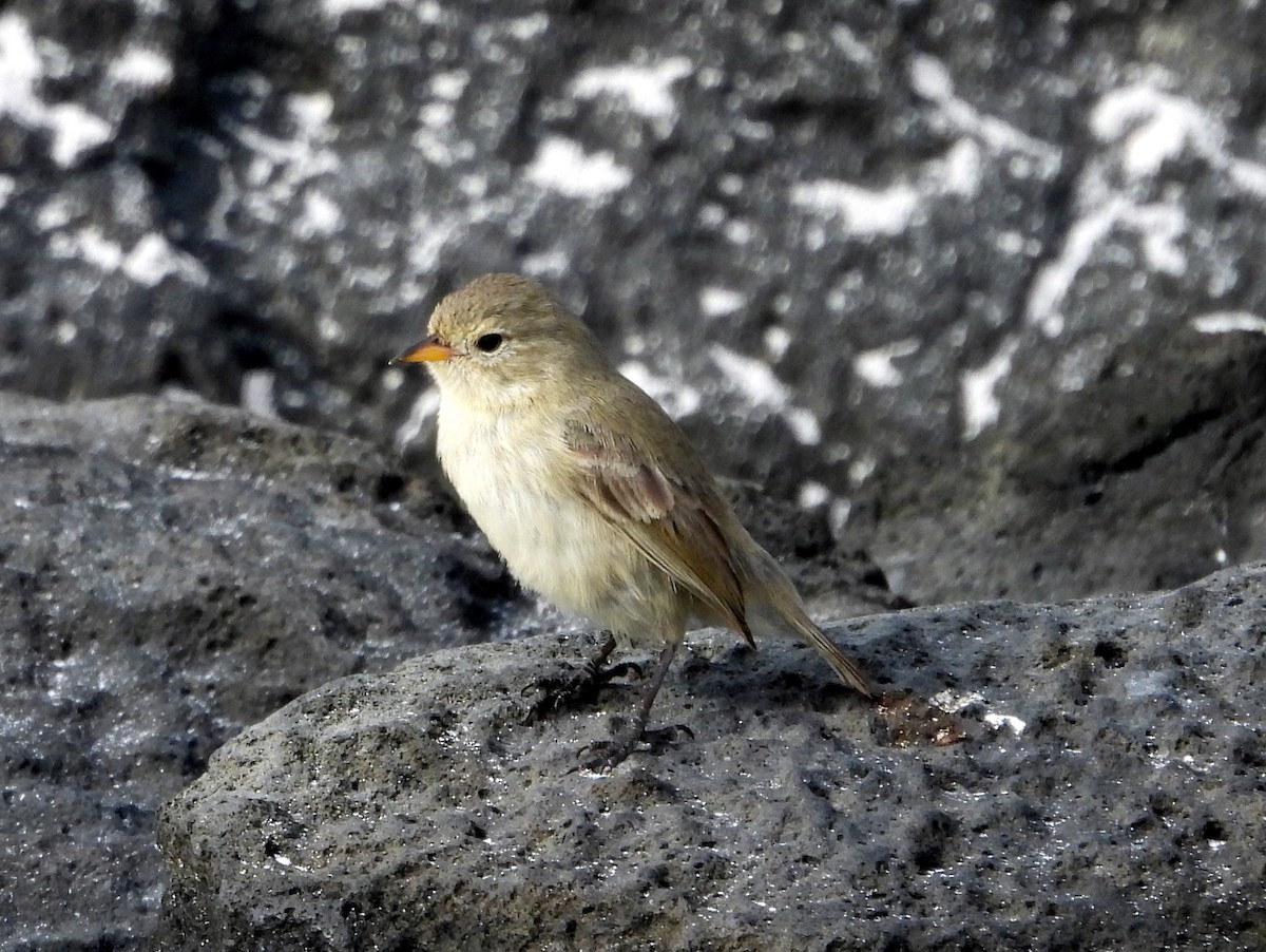 Gray Warbler-Finch - Kevin Seymour