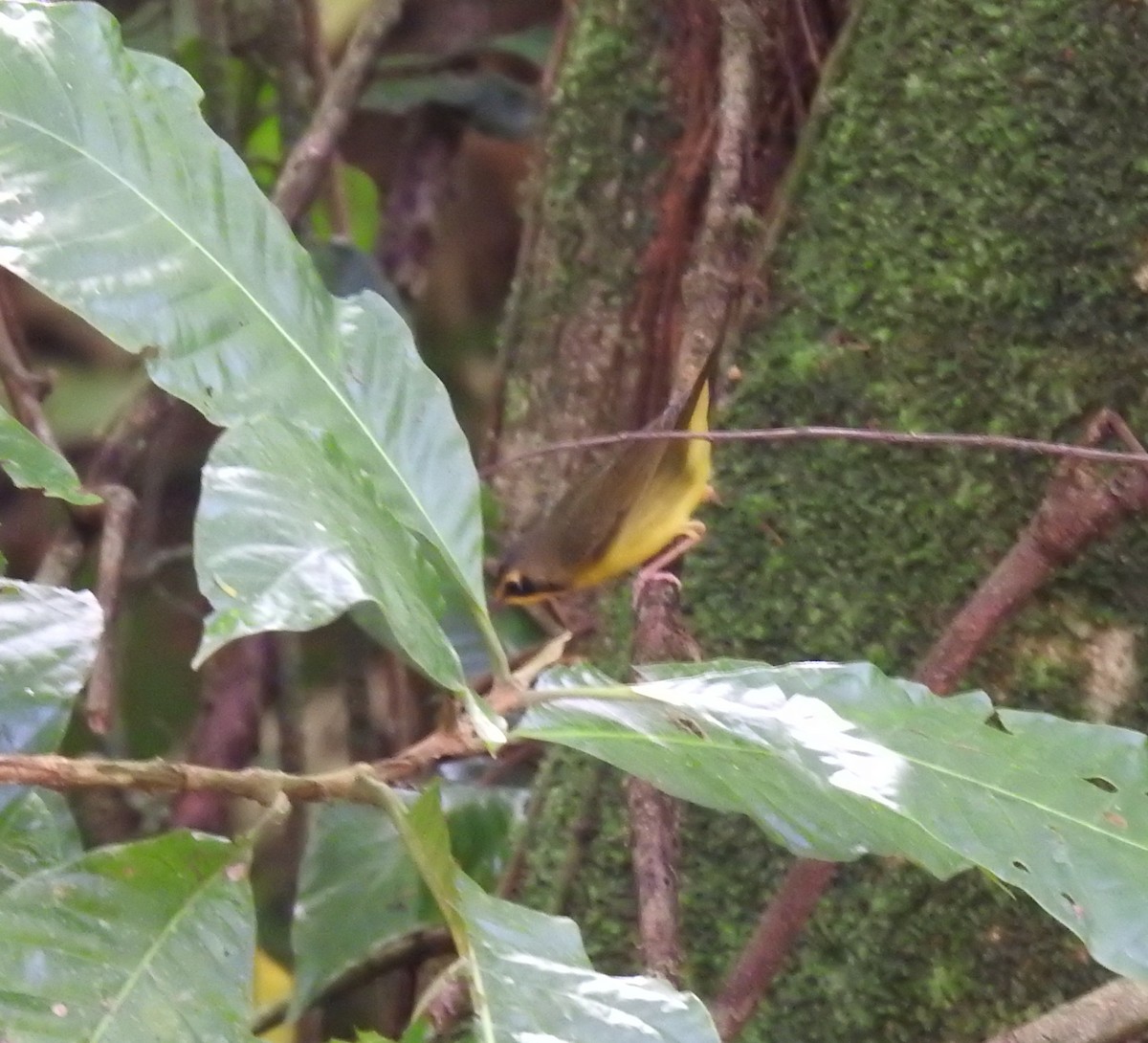 Kentucky Warbler - ML621884205