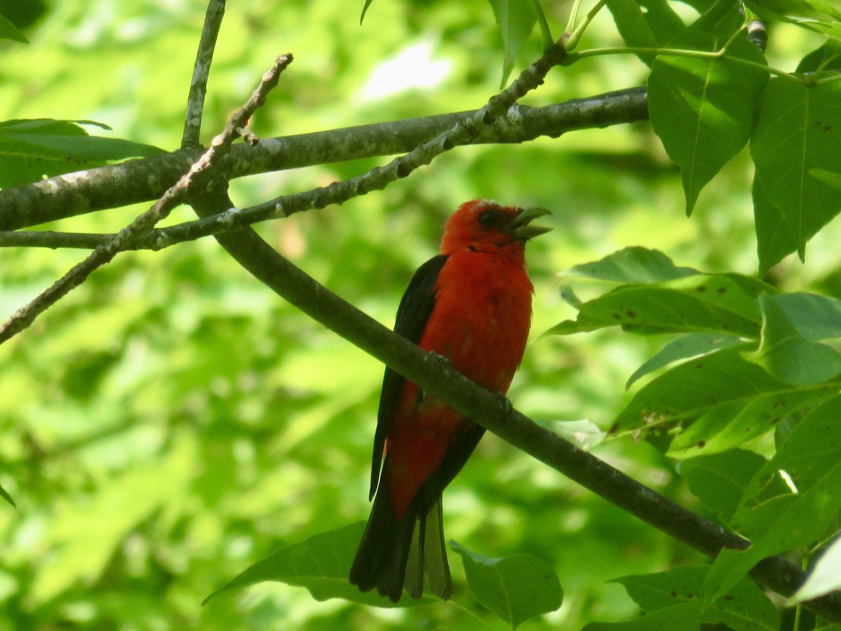 Scarlet Tanager - Christine Cote