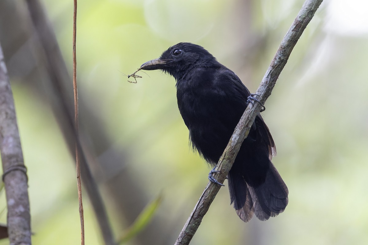 Cocha Antshrike - ML621884244