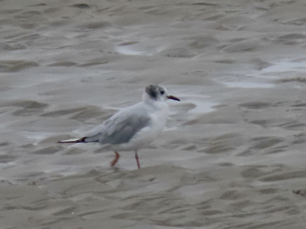 Laughing Gull - Marjorie Watson