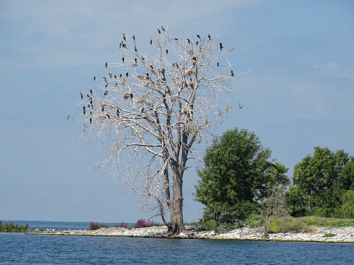 Double-crested Cormorant - ML621884258