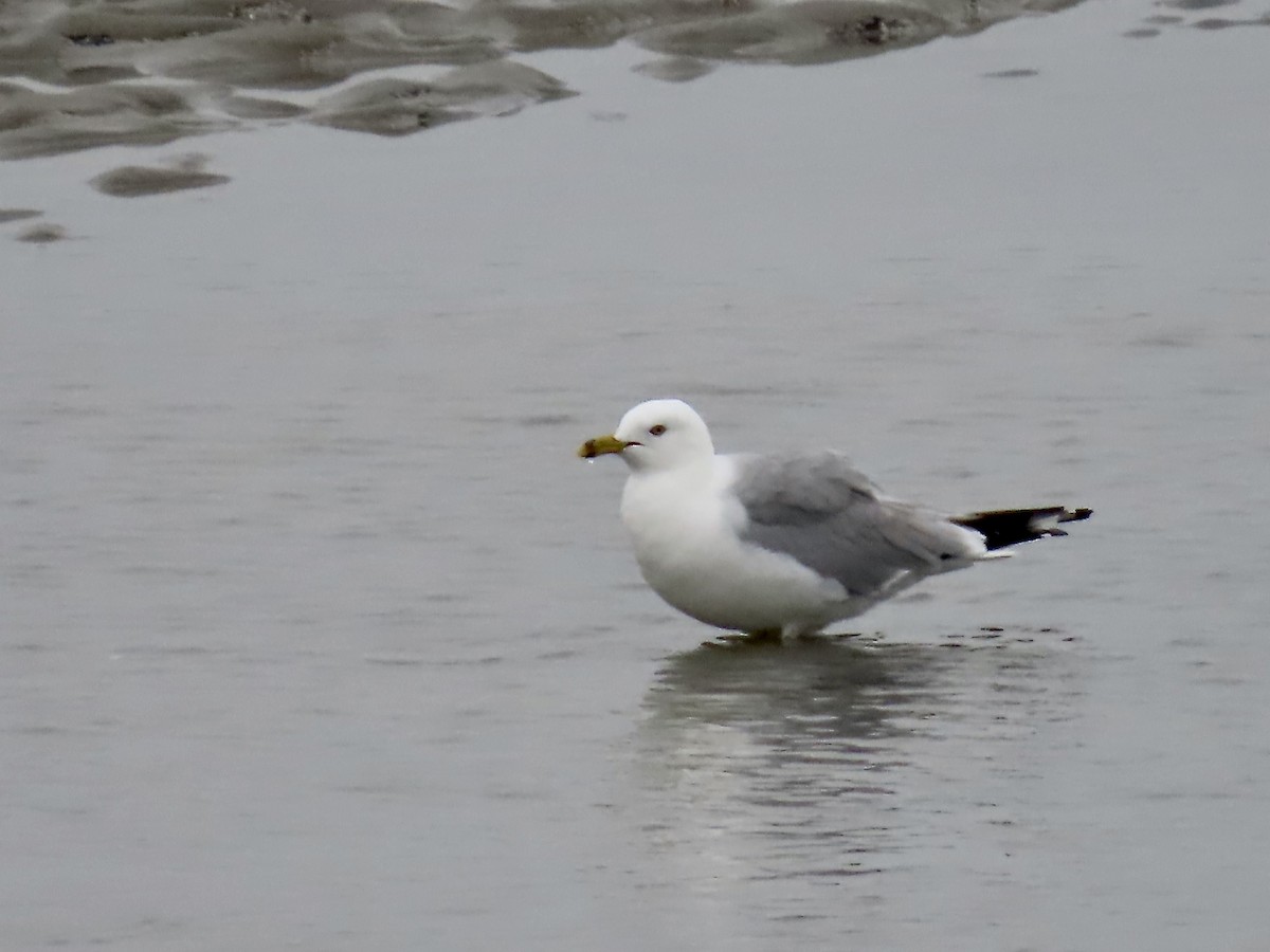 Ring-billed Gull - ML621884259