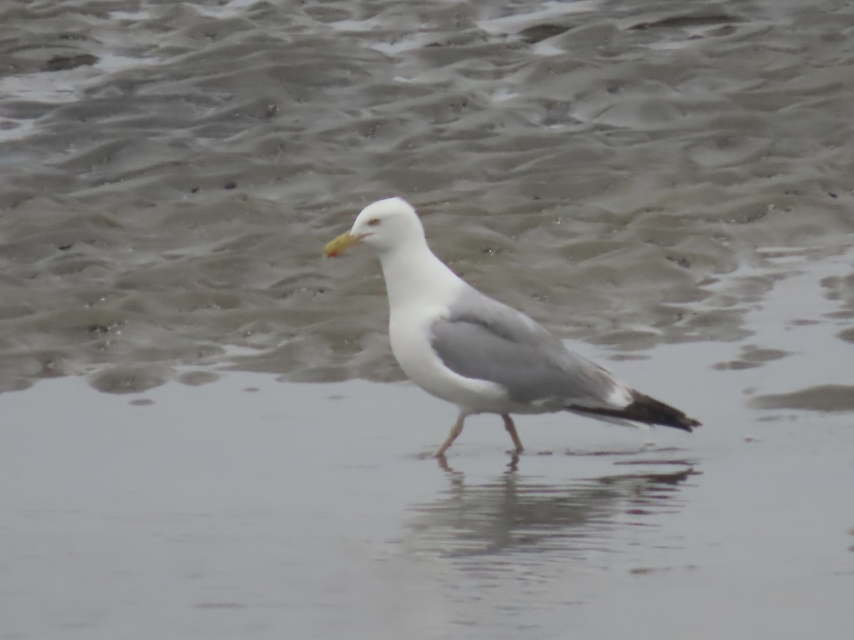 Herring Gull - Marjorie Watson