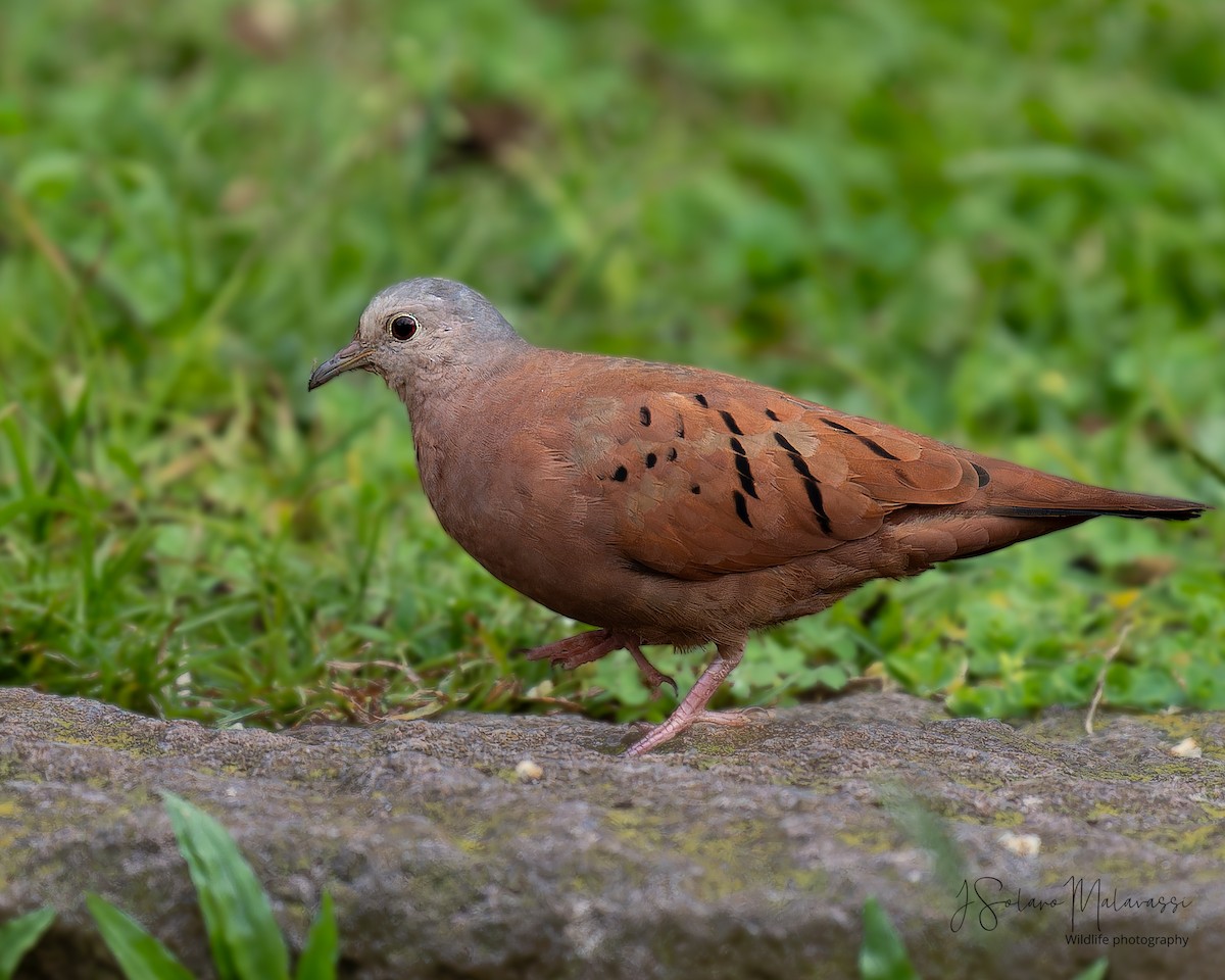 Ruddy Ground Dove - ML621884263