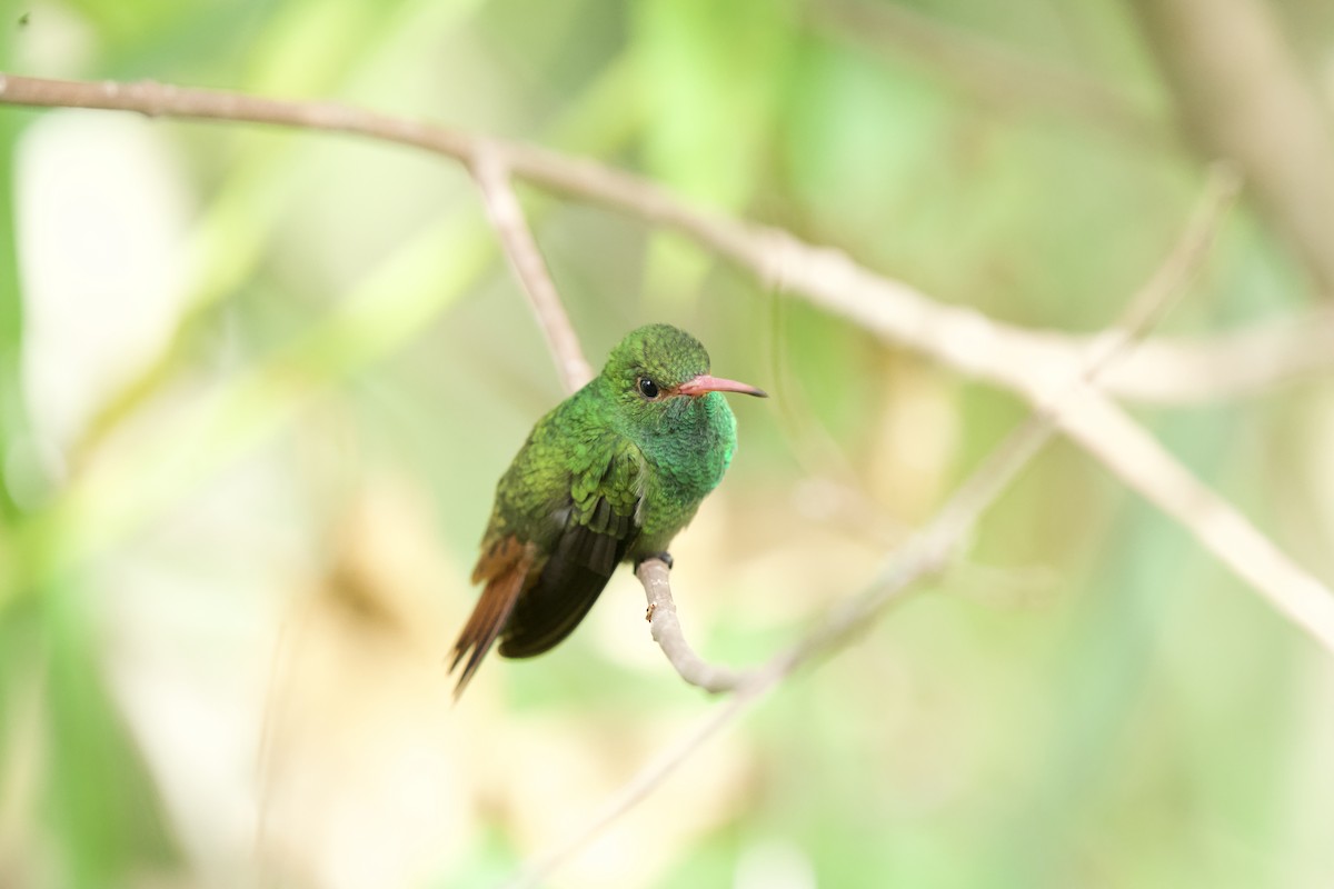 Rufous-tailed Hummingbird - ML621884264