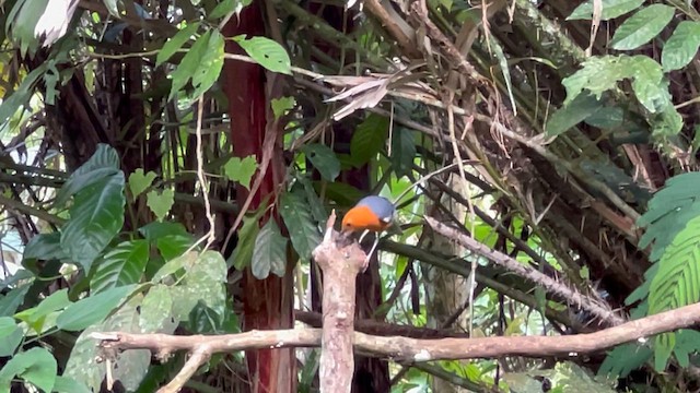 Orange-headed Thrush - ML621884266