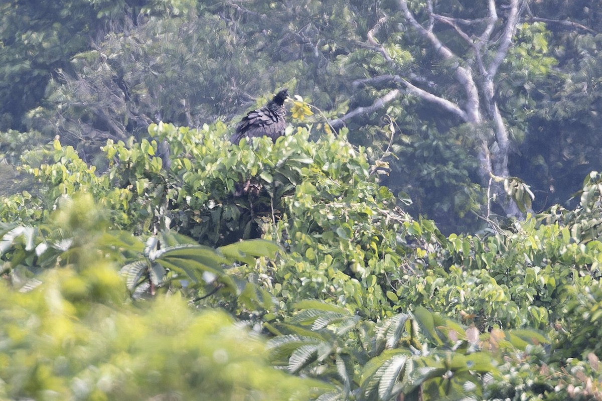 Horned Screamer - ML621884269