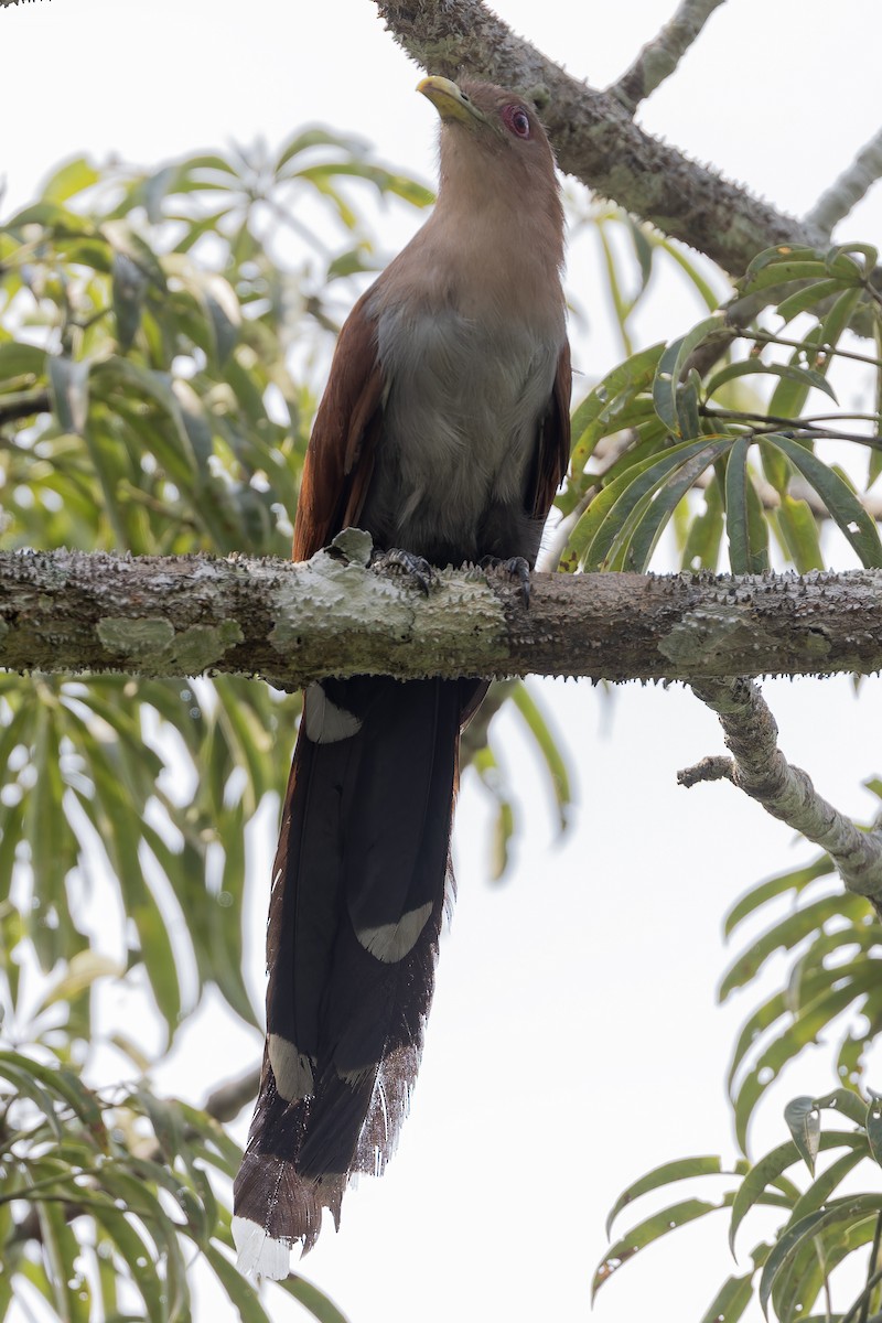 Squirrel Cuckoo - ML621884279