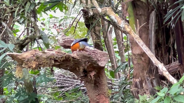 Orange-headed Thrush - ML621884288