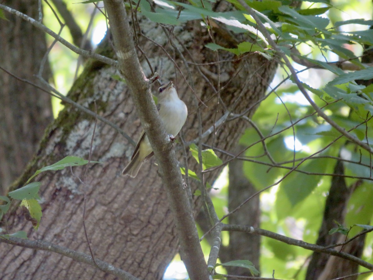 Vireo Ojirrojo - ML621884291