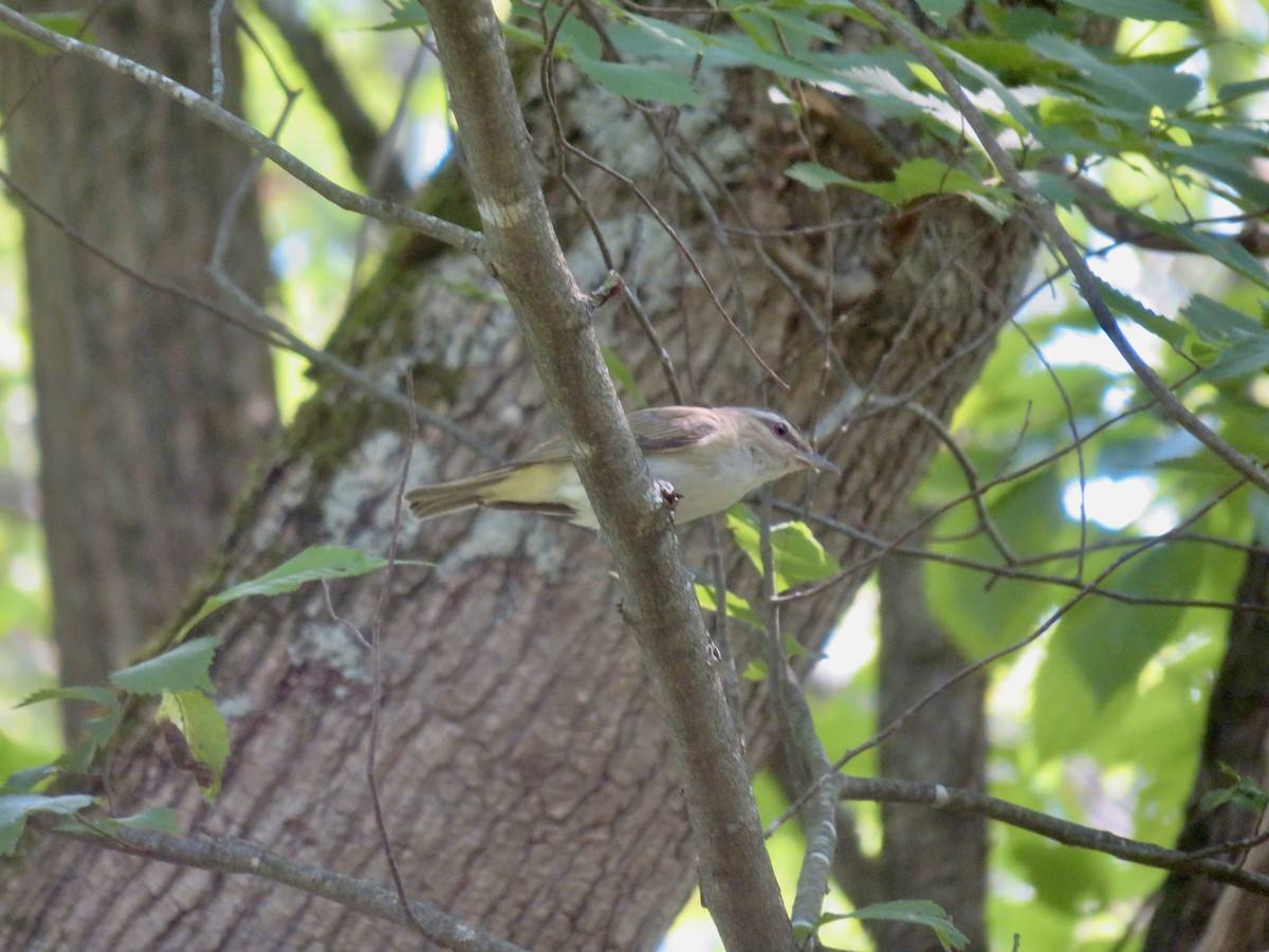 Red-eyed Vireo - ML621884292