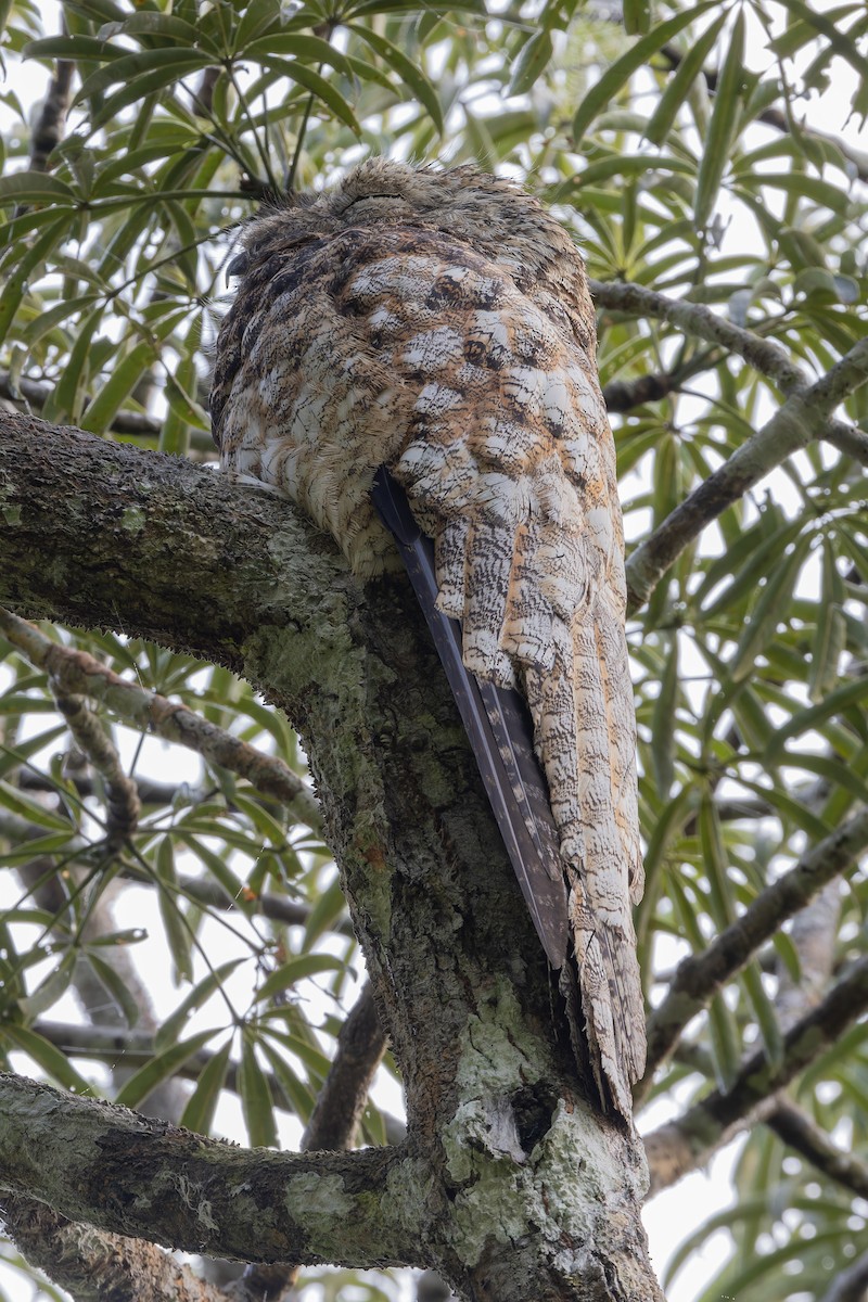 Great Potoo - ML621884295