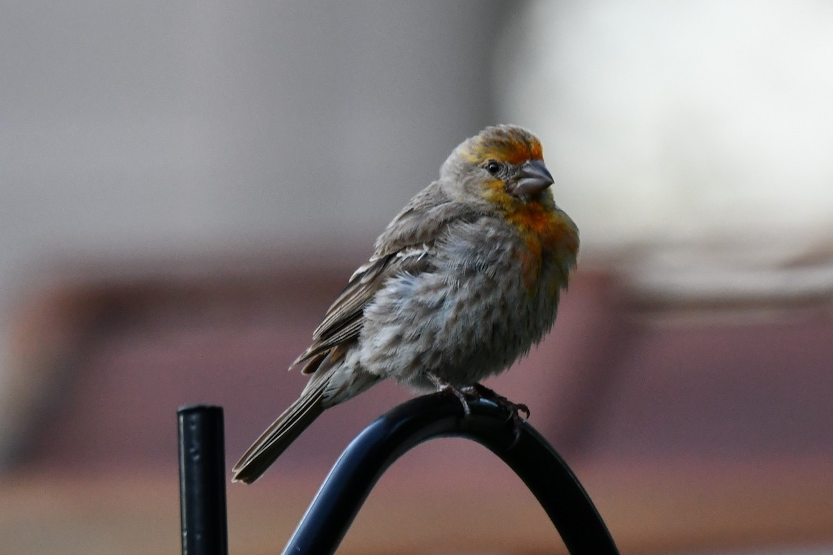 House Finch - ML621884304