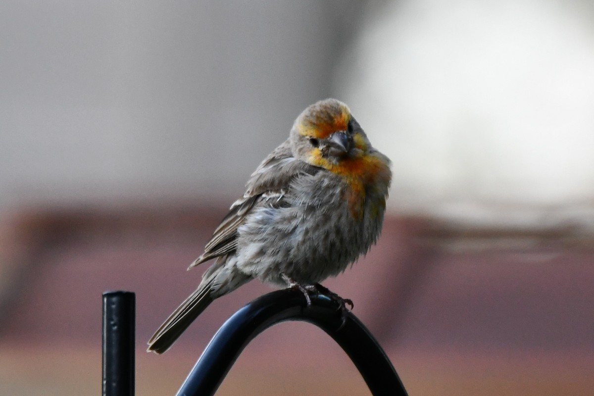 House Finch - ML621884305