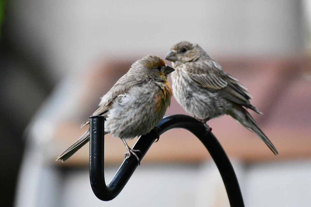 House Finch - ML621884307