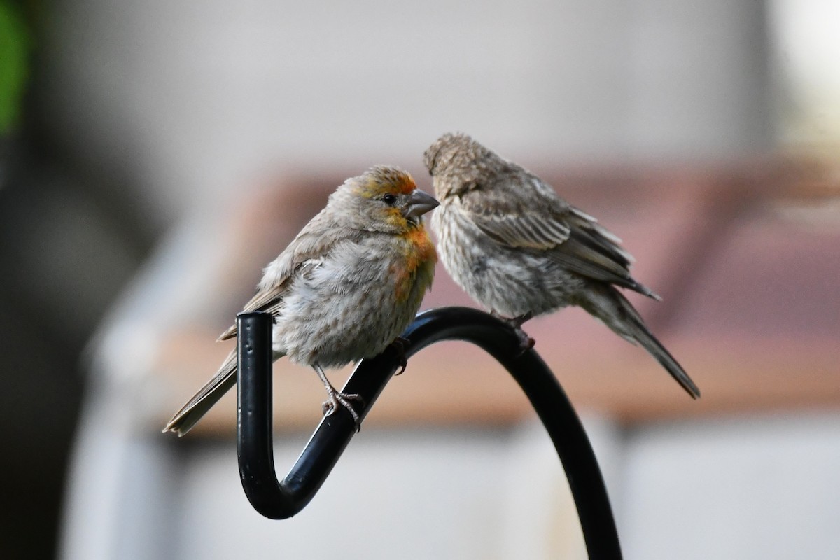 House Finch - ML621884308