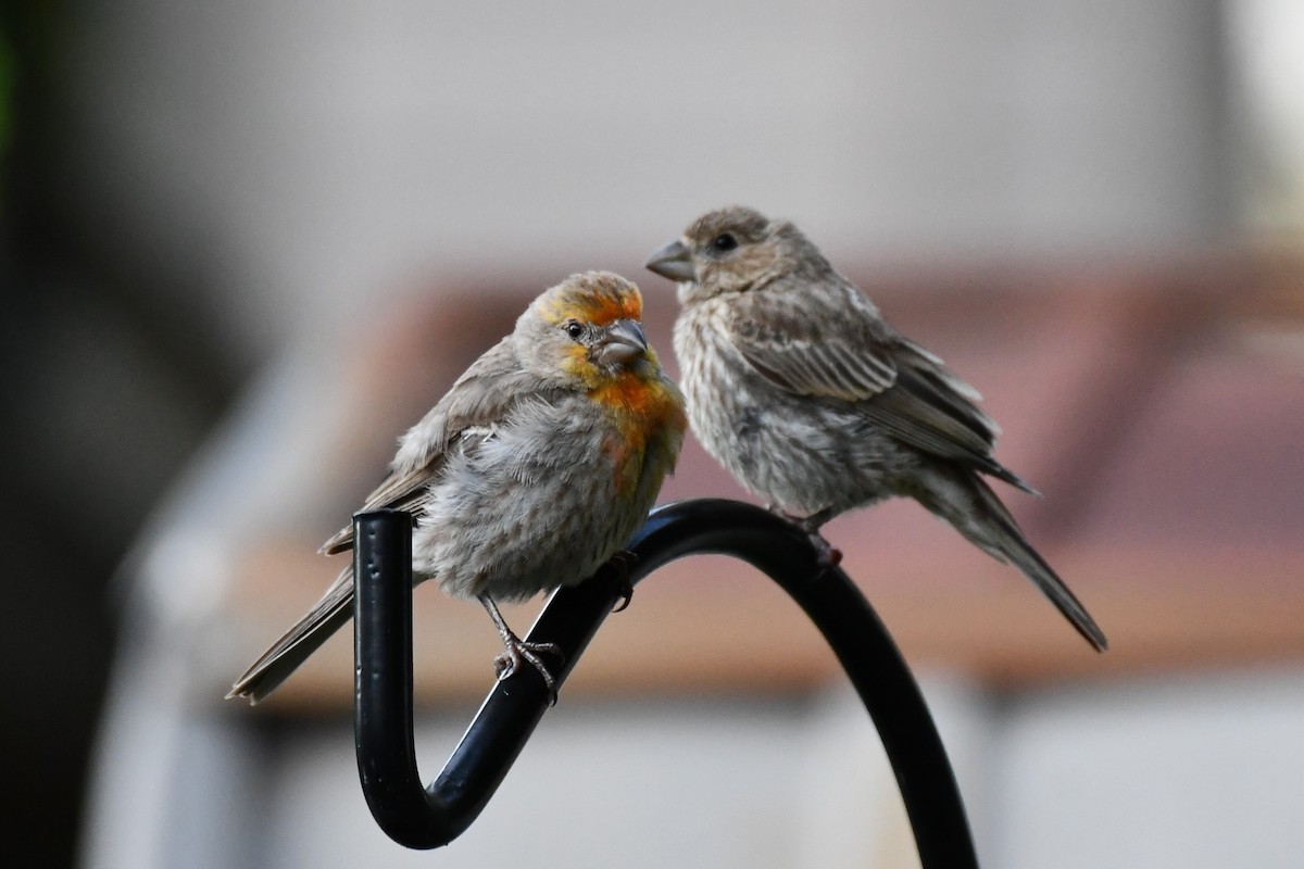 House Finch - ML621884309