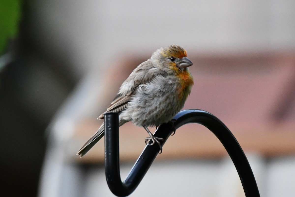 House Finch - ML621884312