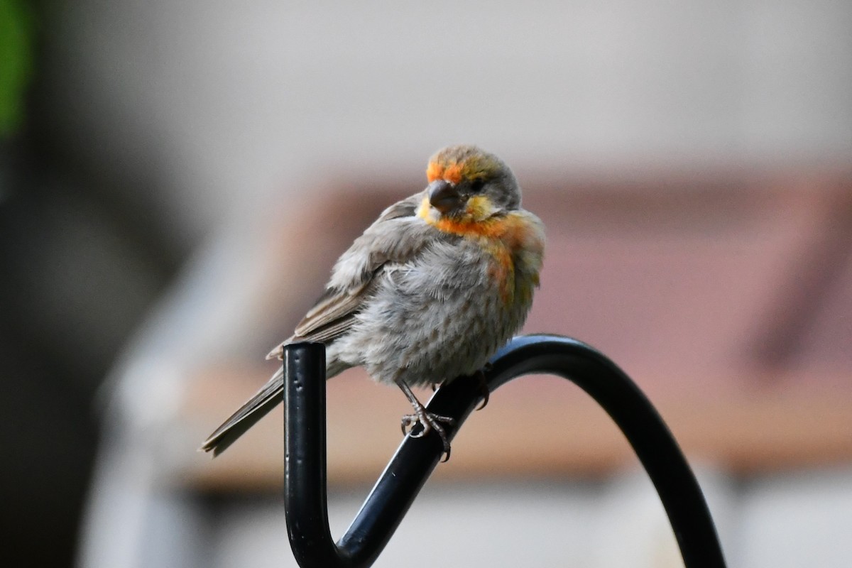 House Finch - ML621884313