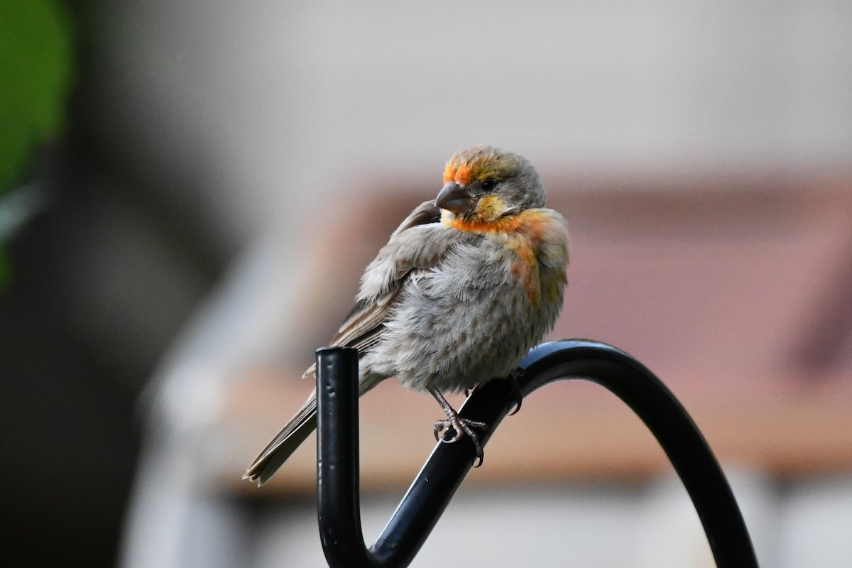 House Finch - ML621884314