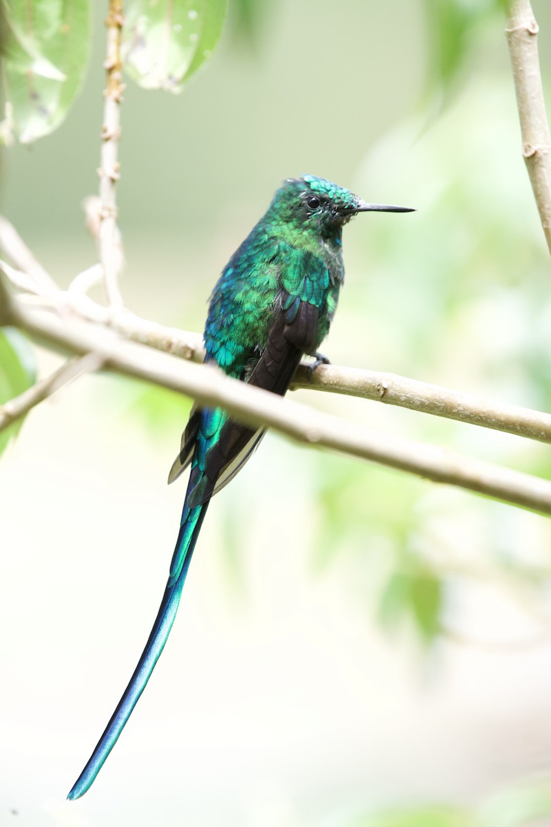 Long-tailed Sylph - ML621884323