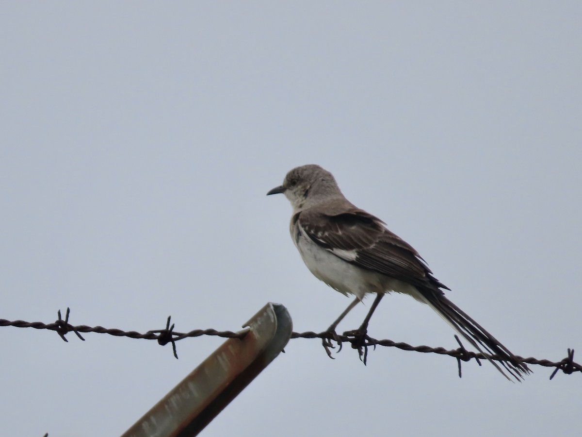 Northern Mockingbird - ML621884324