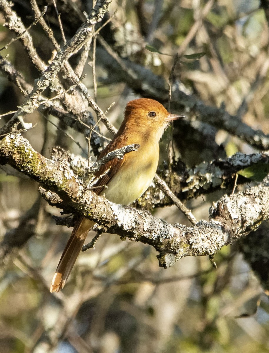 Rufous Casiornis - ML621884328