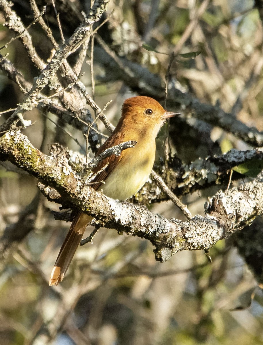 Kızıl Casiornis - ML621884328