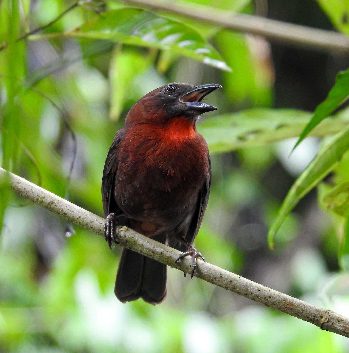 Red-throated Ant-Tanager - ML621884331