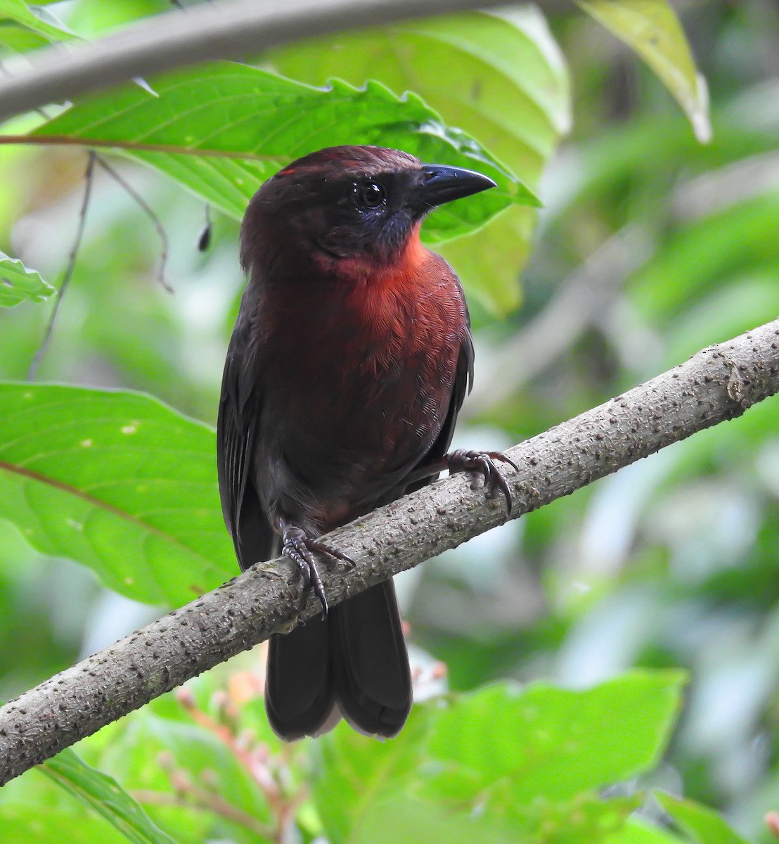 Red-throated Ant-Tanager - Erick Barbato