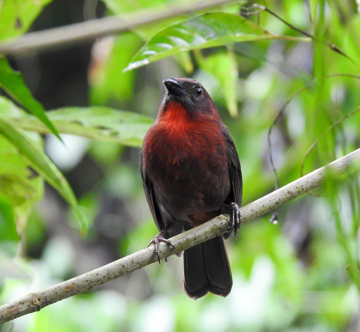 Red-throated Ant-Tanager - ML621884333