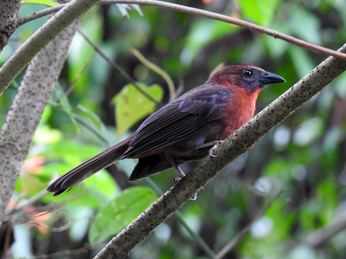 Red-throated Ant-Tanager - Erick Barbato