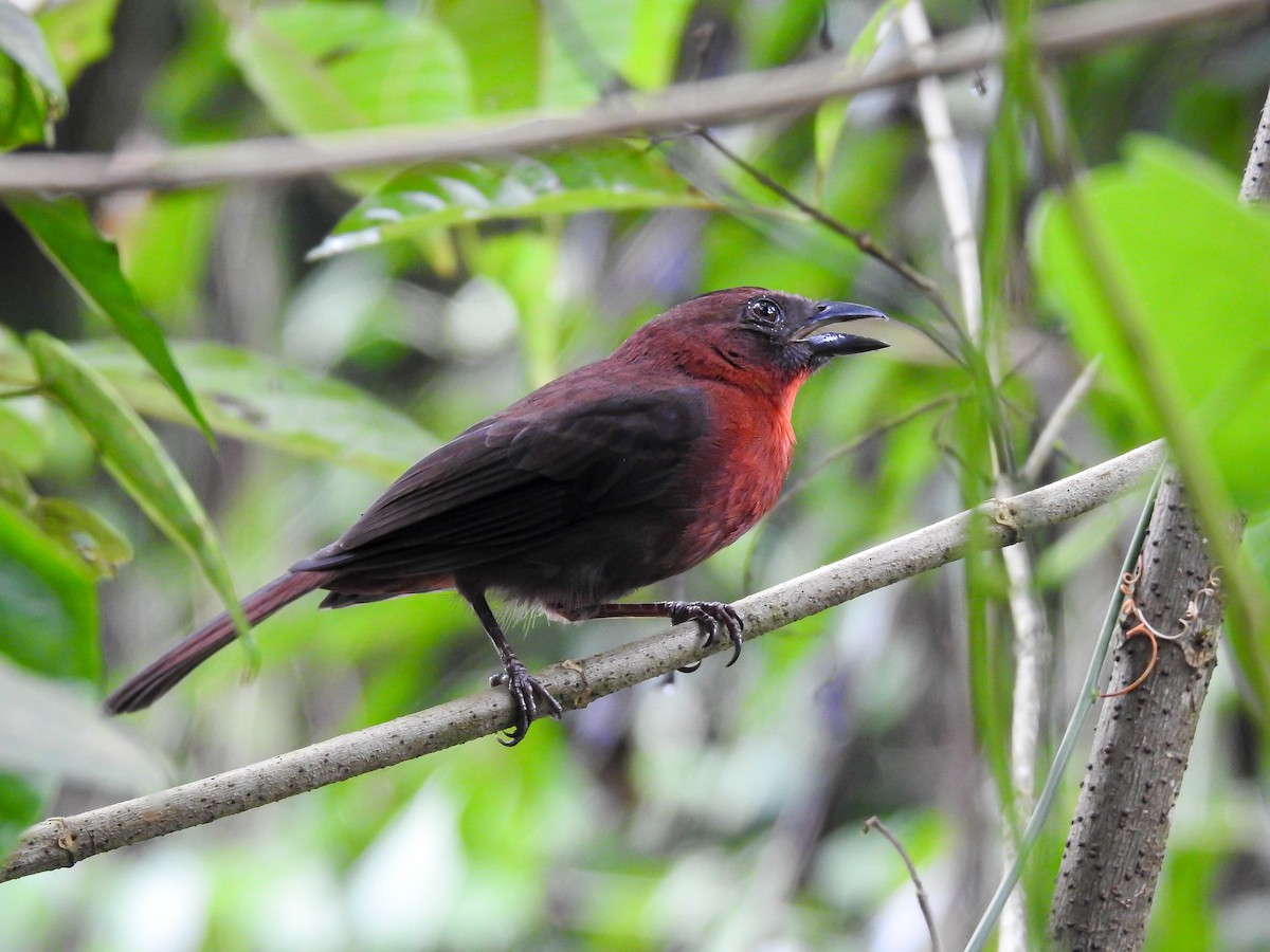 Red-throated Ant-Tanager - ML621884337