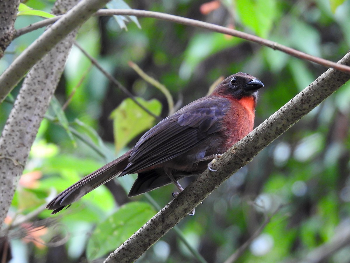 Red-throated Ant-Tanager - ML621884338