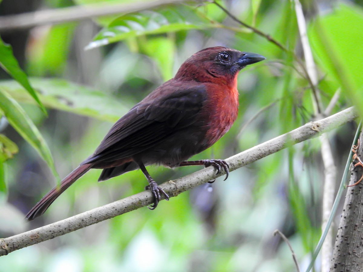 Red-throated Ant-Tanager - ML621884339