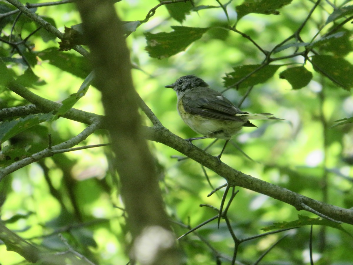 American Redstart - ML621884340