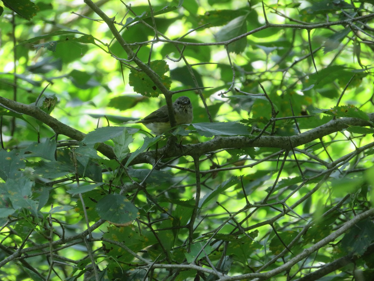 American Redstart - ML621884341