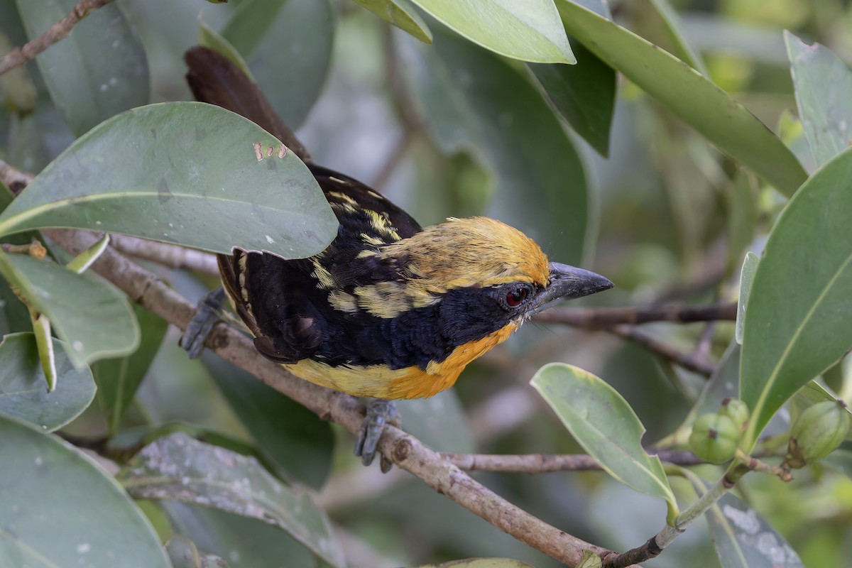 Gilded Barbet - ML621884350