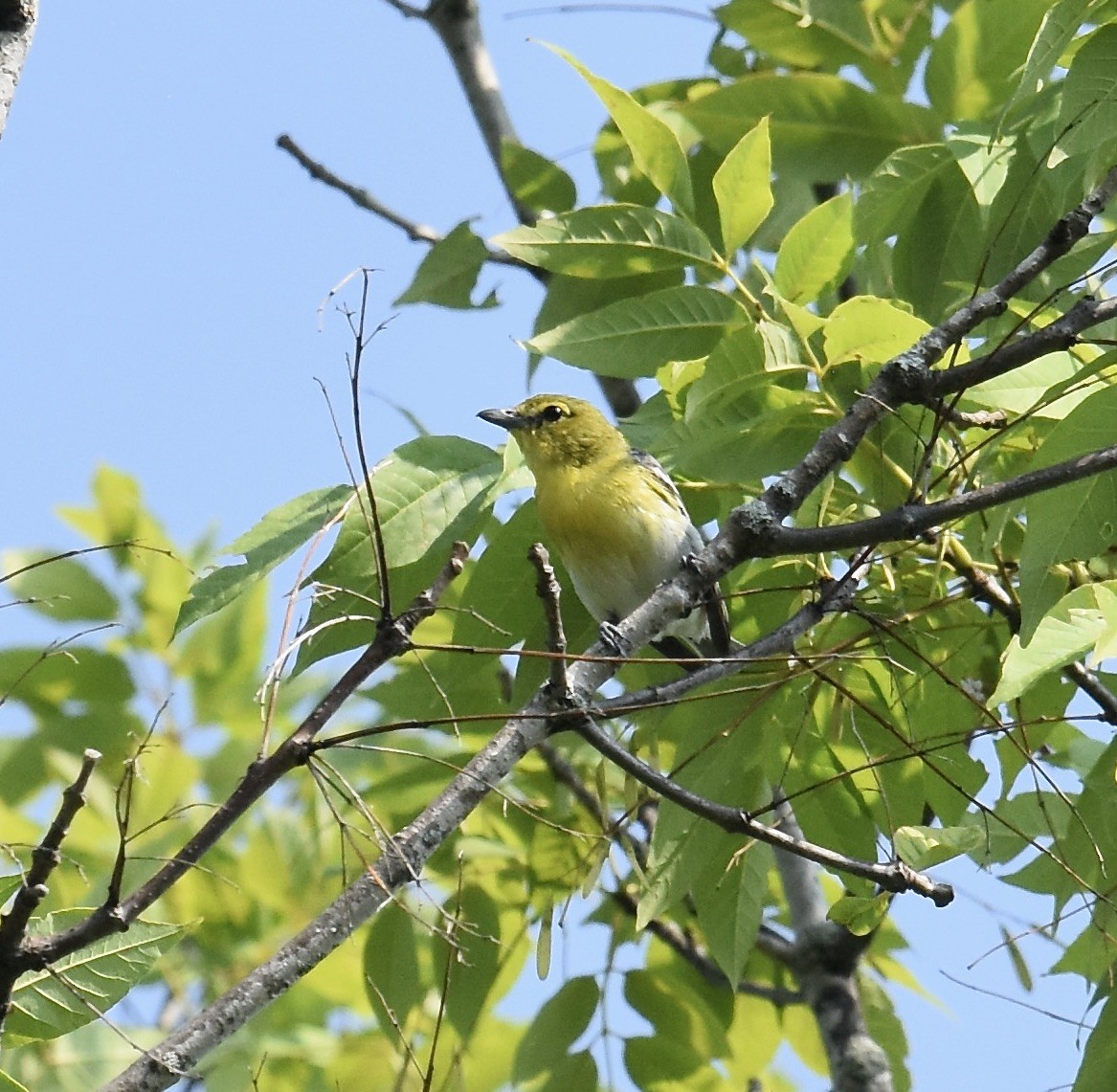 Viréo à gorge jaune - ML621884356