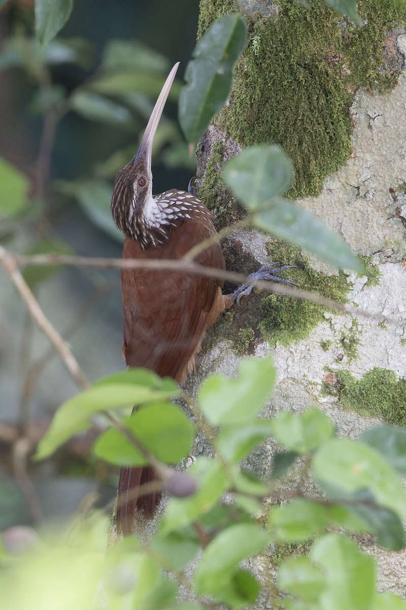 Long-billed Woodcreeper - ML621884357