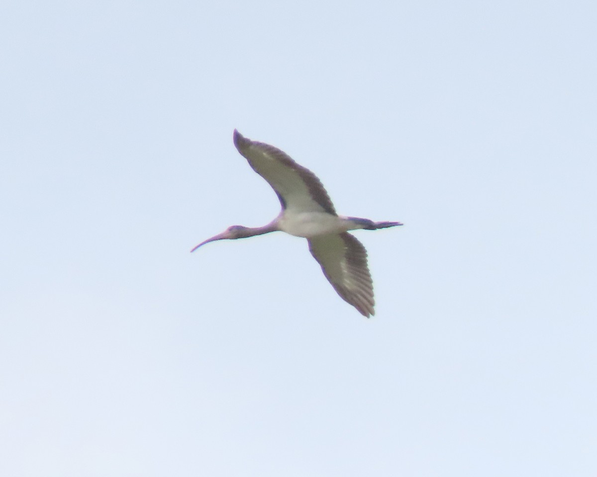 White Ibis - ML621884362