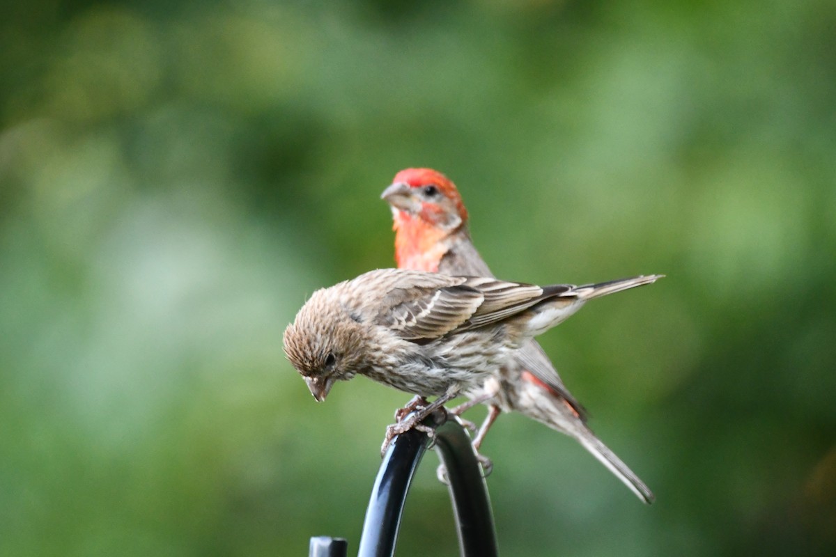 House Finch - ML621884367