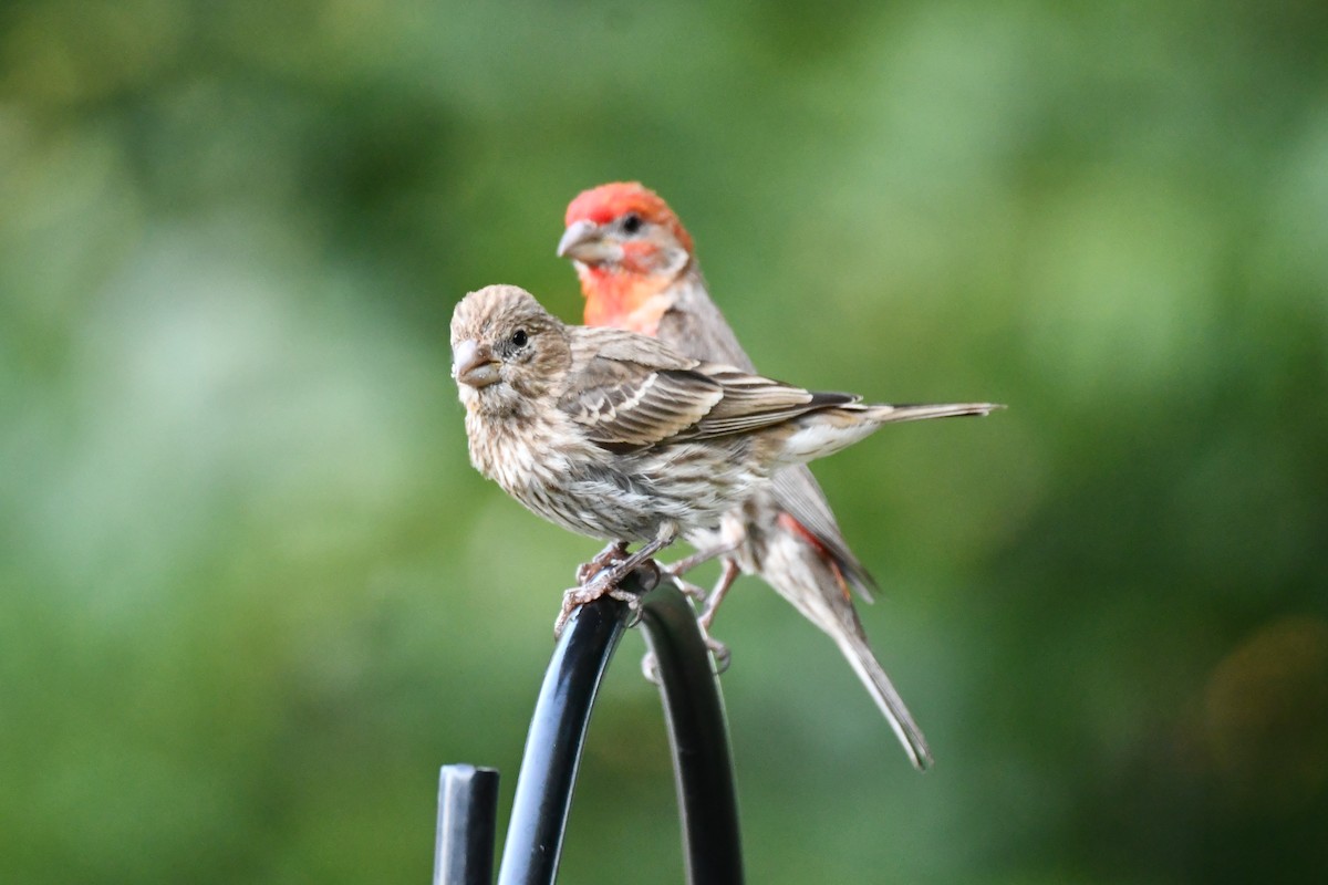 House Finch - Carmen Ricer