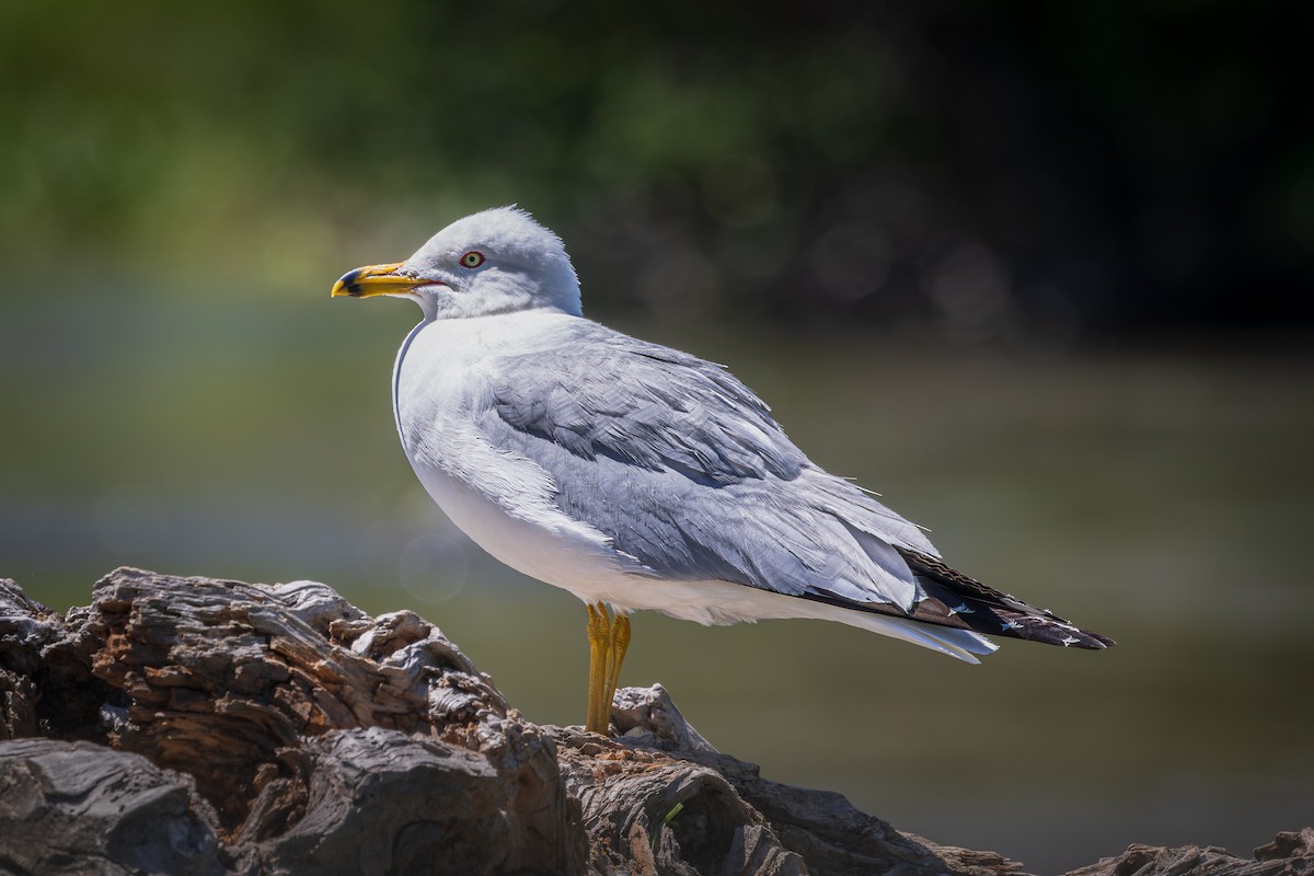 Ring-billed Gull - ML621884375