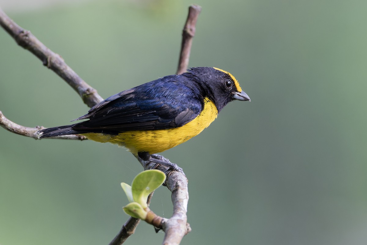 Orange-bellied Euphonia - ML621884376