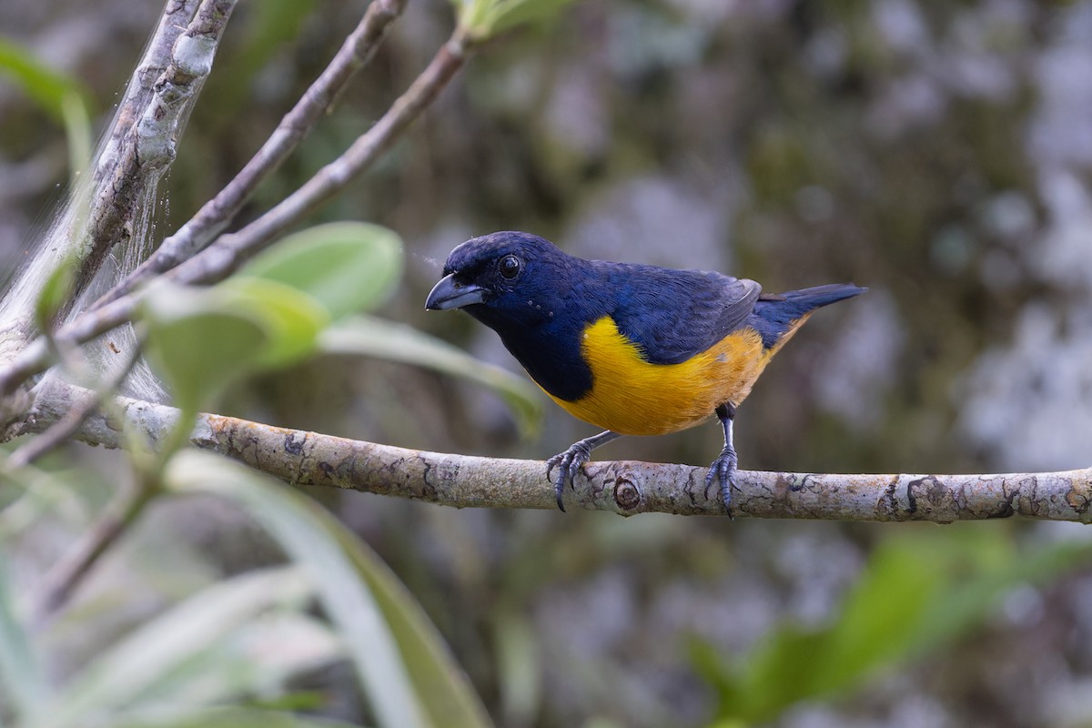 Rufous-bellied Euphonia - ML621884384