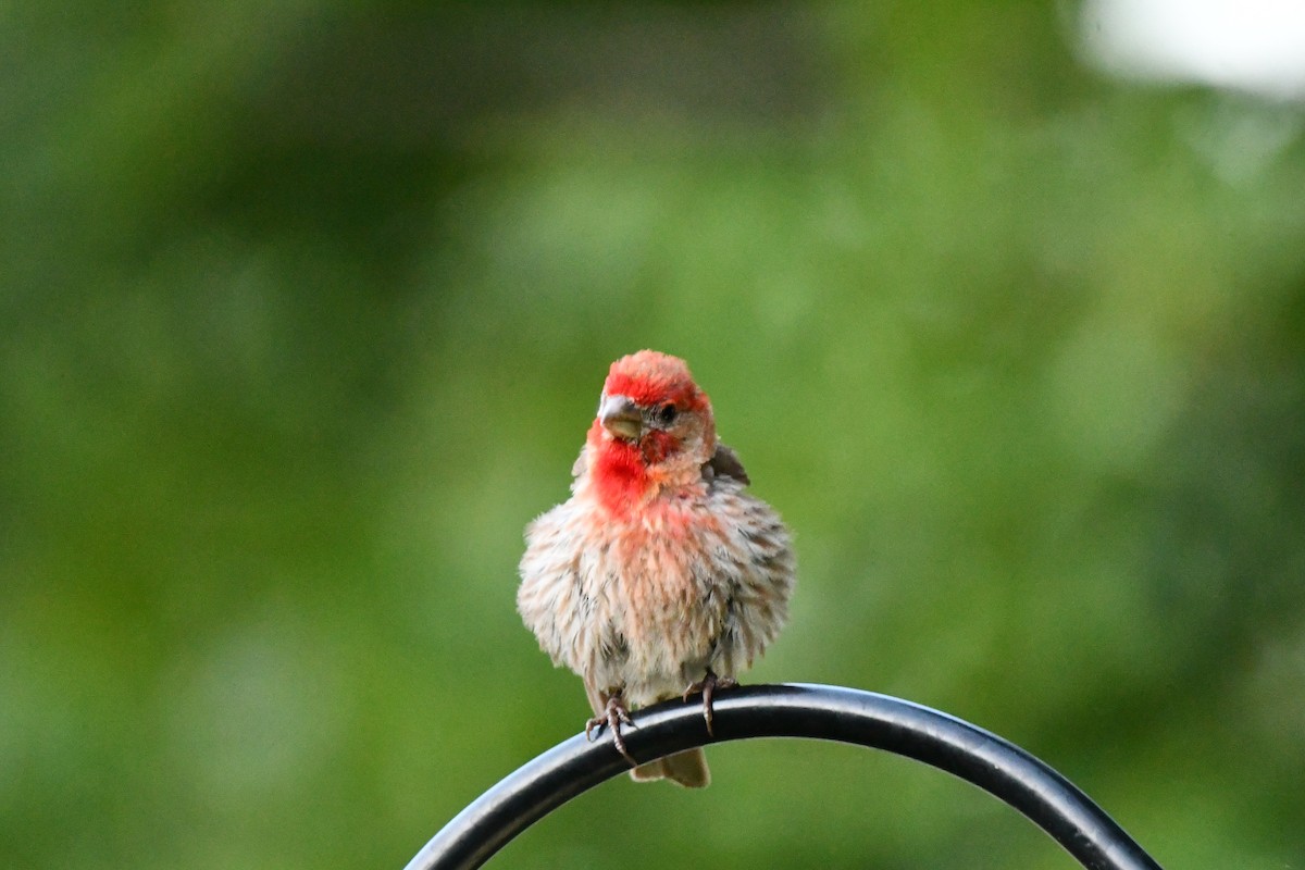 House Finch - ML621884385