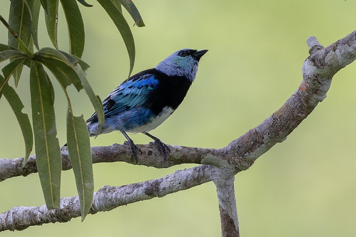 Masked Tanager - Michael Todd